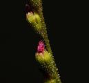 Drosera spatulata × rotundifolia