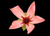 Drosera callistos × lasiantha