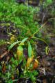Nepenthes micramphora