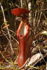 Nepenthes pulchra