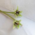 Pinguicula primuliflora - dozrálé semeníky