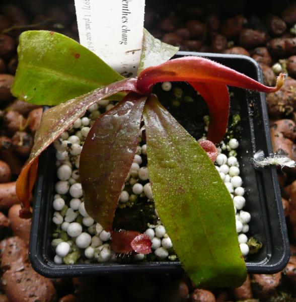 Nepenthes chang